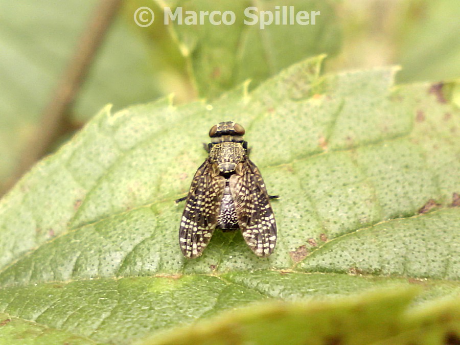 Platystoma parietina ?